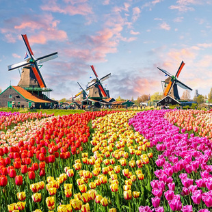 Wholesale Dutch Tulip Bulbs, Tulip Seeds, Ornamental Plants, Balcony Potted Plants, Cold-Resistant Perennial Florals