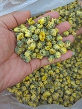 桐乡胎菊批发 胎菊王散装杭白菊 菊花茶北京胎菊朵花生烘花批发