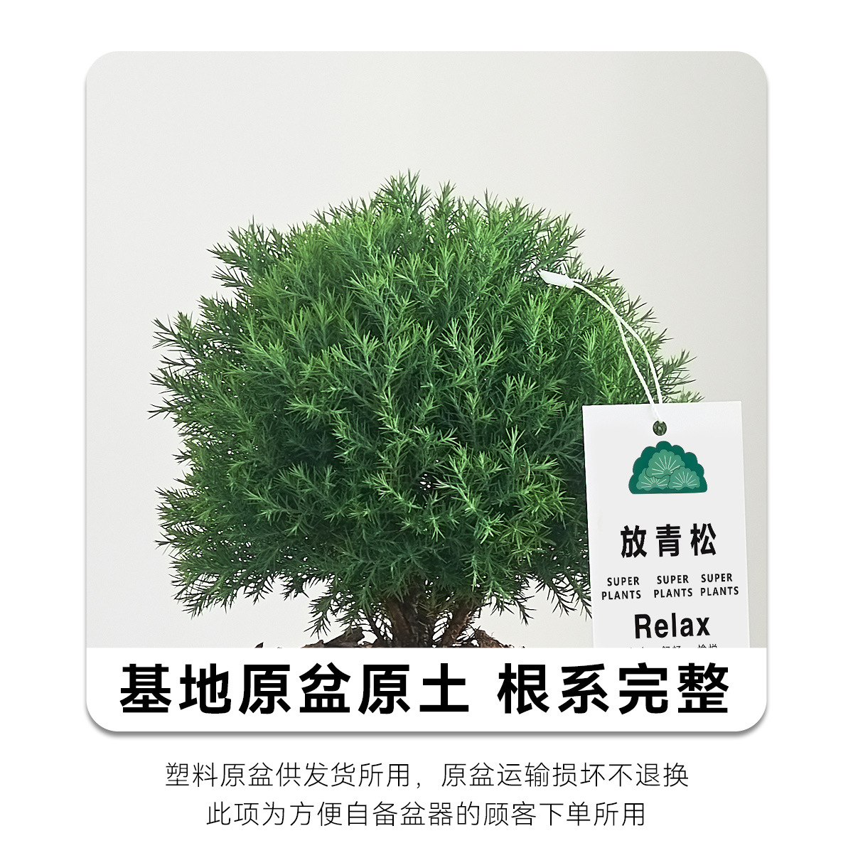 Pequeño bonsai verde en la sala de estar de escritorio de la oficina, hoja perenne en todas las estaciones, buena alimentación emocional estable image 7