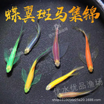 蝶翼斑马鱼长鳍斑马翡翠冷水养耐活小型热带大帆观赏鱼渔场直销