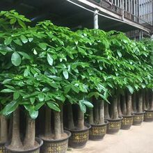 �����߰lؔ���҃ȾGֲ���Һ��B�����՚����״��͏d����Gֲ�k����