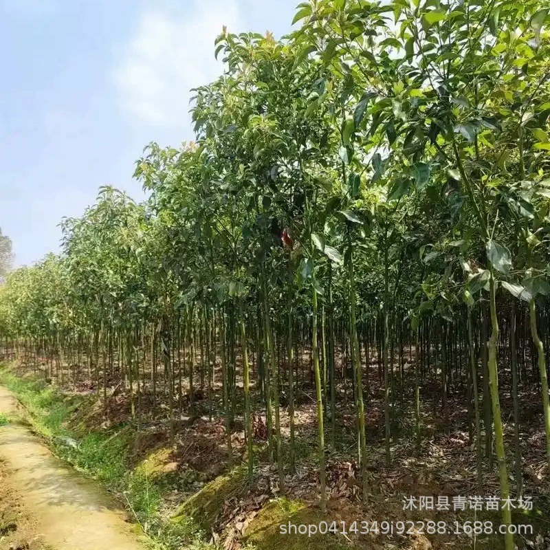 База поставляет саженцы камфоры саженцы камфоры 10 см 15 см