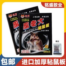 直供家用黑老大粘鼠板强力黑胶高粘老鼠粘板捉老鼠胶灭鼠神器特大
