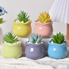 多肉の植木鉢の陶磁器のアイデアのマカロンの組み合わせの親指のサボテンの肉の緑の植木鉢のデスクトップの植木鉢の卸売り