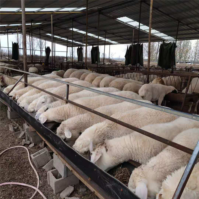 小尾寒羊多少钱一只 小尾寒羊湖羊母羊哪里有卖的 小尾寒羊羔价格-阿里巴巴
