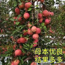 批發蘋果樹果苗南北方種植紅富士蘋果苗盆栽地栽特大當年結果蘋果