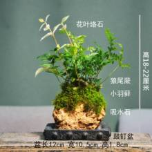 �辰��β��ˮʯ���~ˮ���҃�̦�\ʯ���ѾGֲ����ާ���jʯС�~���