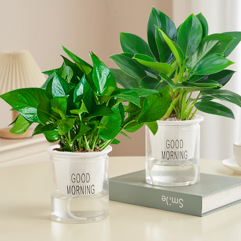 [특가] 골든다이아몬드 + 포토스(굿모닝 세면대) + 영양액