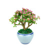 Yale Dance Office Desktop Green Plant Swelling Successful Plant Golden Branch Jade Leaf indoor small potted free shipping contains pots