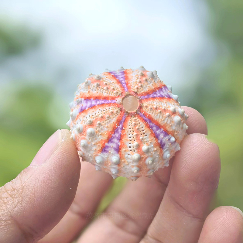 Medal sea urchin shell 2.5-3cm 1 piece