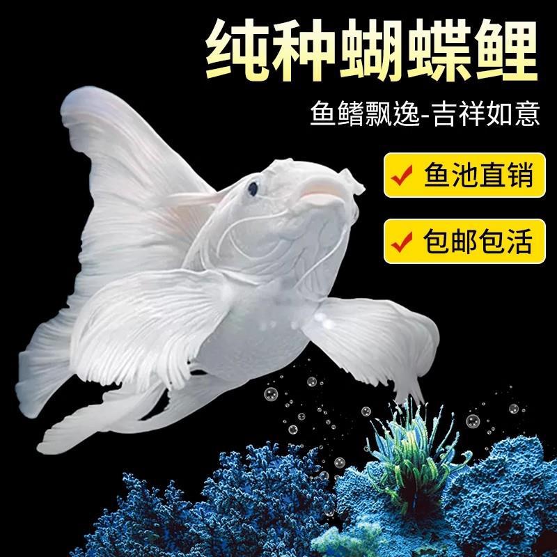 台湾蝴蝶鲤冷水观赏鱼石膏白短身球体狮头长尾锦鲤鱼苗活体金鱼