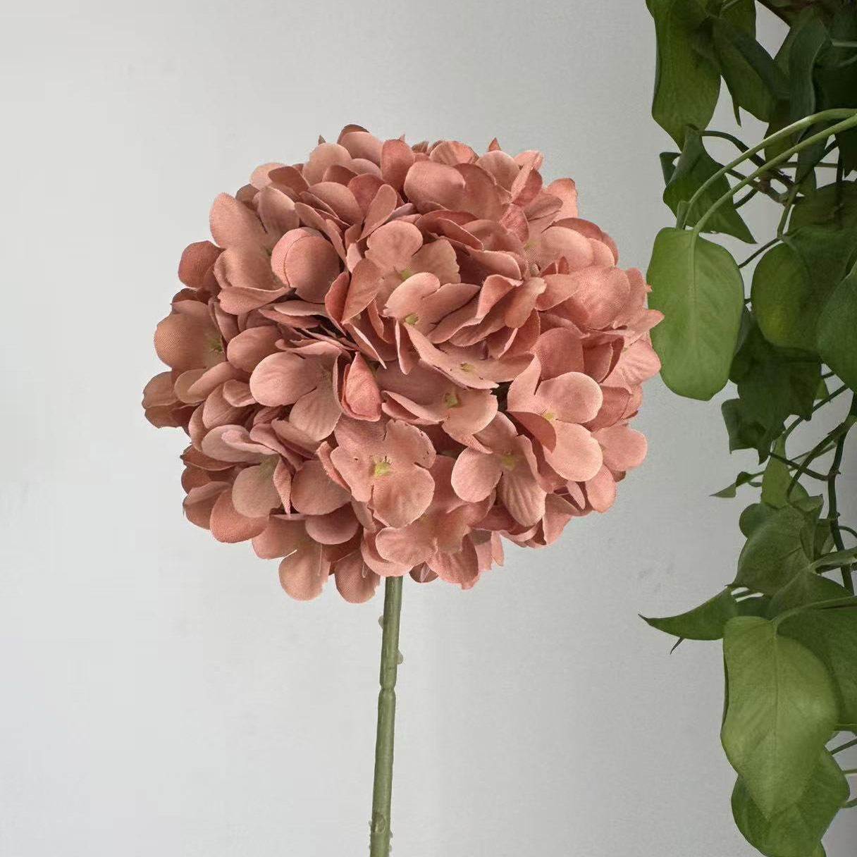 Hortensia sucette