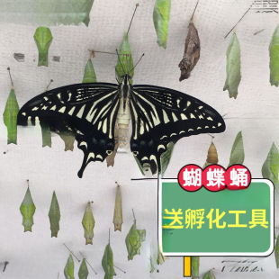 �����Ӽ���w�ɷ�����Y�o�����w��ͯ�Y����B�^��С���x�����J��