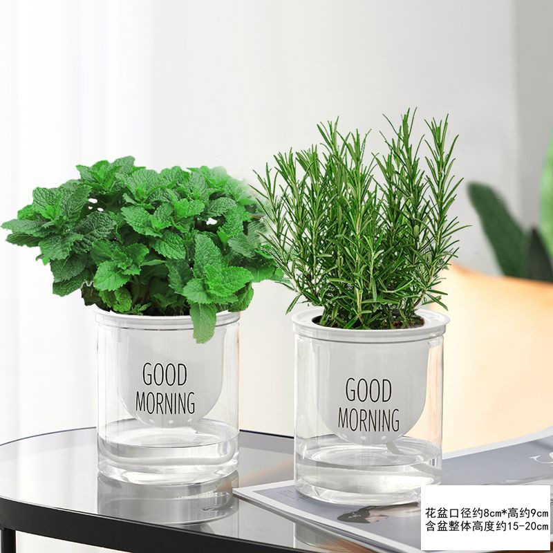 [핫 콤비네이션] 엄선된 민트 + 로즈마리(굿모닝 세면대)와 영양비료 무료