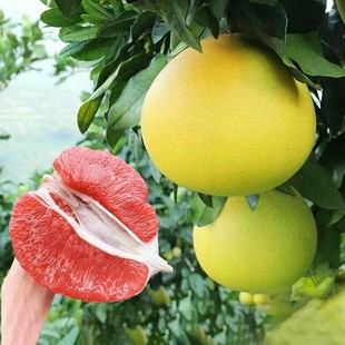 �޽����Ә���t���������t�����ϱ����Nֲ���Ե��Թ����箔��Y��