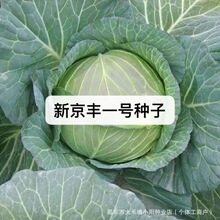 �¾��Sһ̖�N��ɏ���׾��Ĳ˷N�ѾG���{���˷N���ļ����߲˷N��