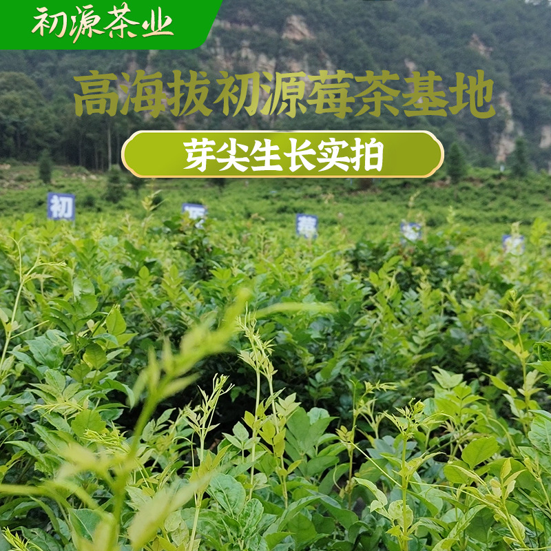 100g Zhangjiajie Berry Tea Special Grade Bud Tip Berry Tea Authentic Longxu Maoyan Mold Tea Vine Tea Dropshipping 2