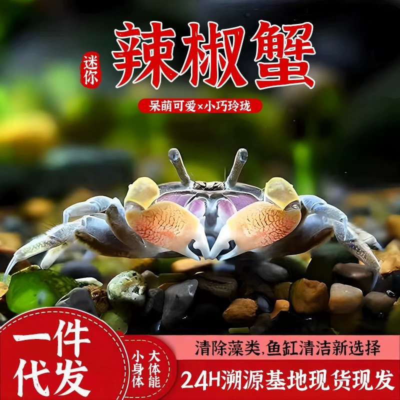 Мини-живой краб-хлопец, микропейзаж, пресноводный подарок, декоративный краб, может очищать глубоководные водоросли, легко поддерживать в живом состоянии.