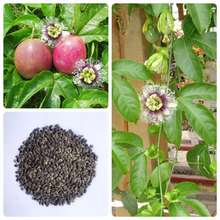 百香果种子鸡蛋果种籽果树种子紫果西番莲种子洋石榴种子四季播种