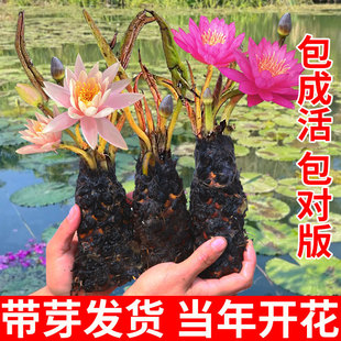 ˯ɏˮ��ֲ���ļ��_��ˮ�Bɏ��ͥԺ�~�׳����N�ݎ�������˯ɏ���K