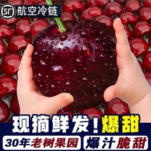 【京东速运】当季新鲜国产水果烟台大樱桃3斤4J整箱孕妇包邮