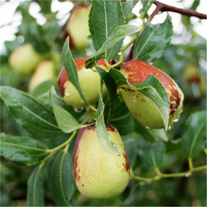 红枣果树苗 南北方种植盆栽地栽 嫁接沾化冬枣 青枣骏枣灰枣树苗