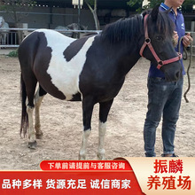 �B�R���Rһƥ�����R�r�� ��ͯ�T���Rƥ�Bֳ���±����R����