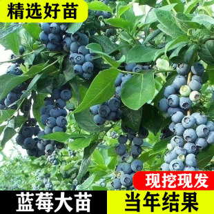 Blueberry Saplings Potted Ground Fruit Seedlings with Large Fruits North and South Planting Seedlings Rabbit Eye Blueberry Tree Fruit Seedlings Blueberry Seedlings