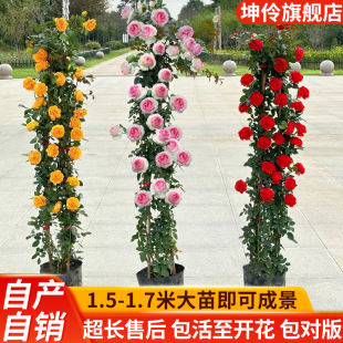 Climbing Rose Flower Seedlings Potted Extra Large Flowers Blooming in All Seasons Small Seedlings with Buds Vine Plant Climbing Wall Rose Seedlings