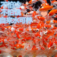 С���~���l���~�^�p�~С���l�\���\�a��ɫ�t�����^���T�ʹ��l