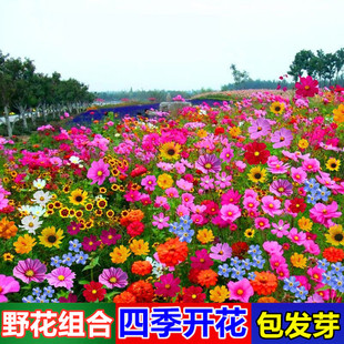 Wildflower Combination Seeds Bloom in All Seasons, Courtyard Balcony Outdoor Cosmos Roadside Greening Easy-To-Live Grass Flower Seeds