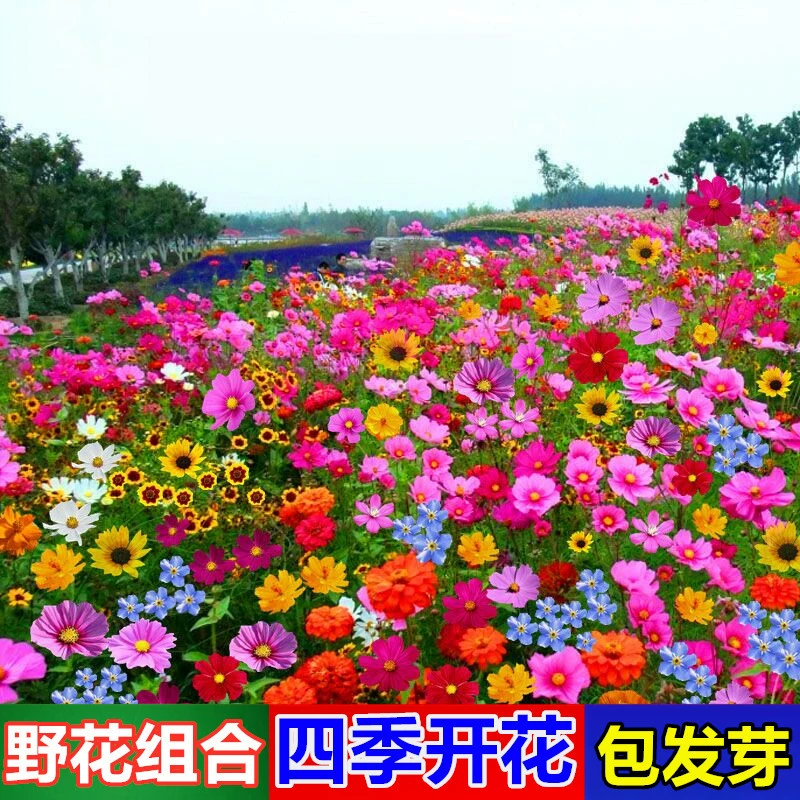 Комбинация диких цветов семена четыре сезона Цветущий сад балкон открытый космос придорожный зеленый Легкие живые цветы семена