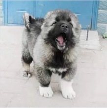 纯种高加索幼犬活体高加索猛犬巨型犬大型犬护卫犬猎犬宠物狗小狗