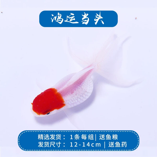 [浅紫色 1条鸿运当头12-14]