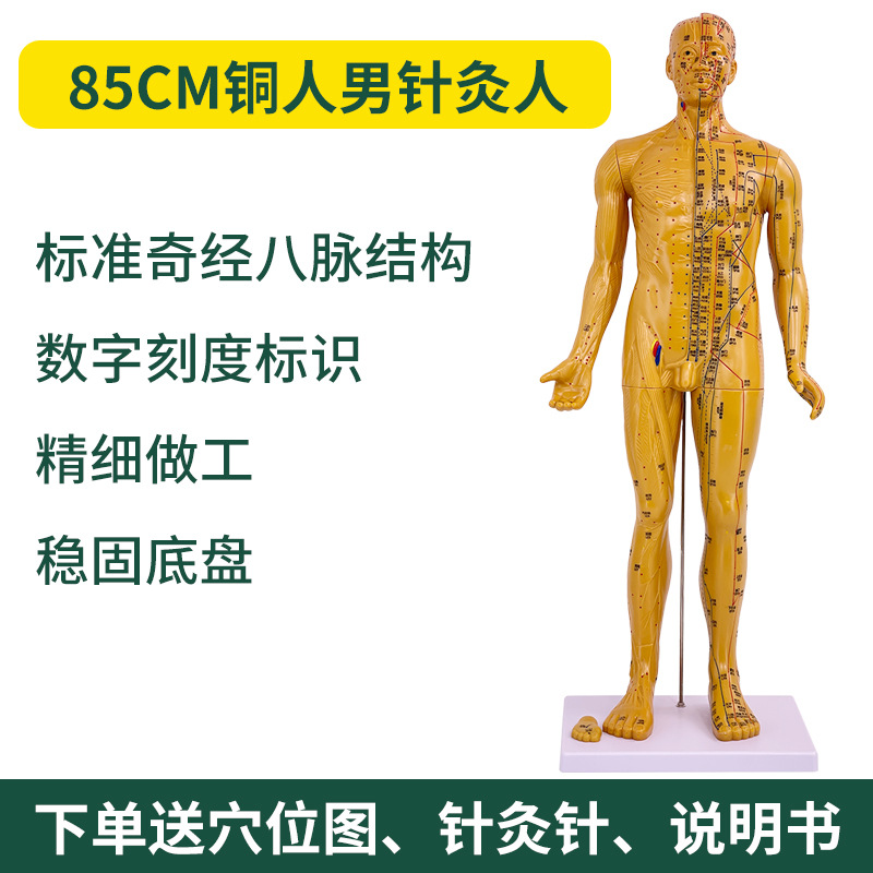 60 85CM������������Ѩλģ�� ������İ�Ħ��ѧ ��Ƥ���������