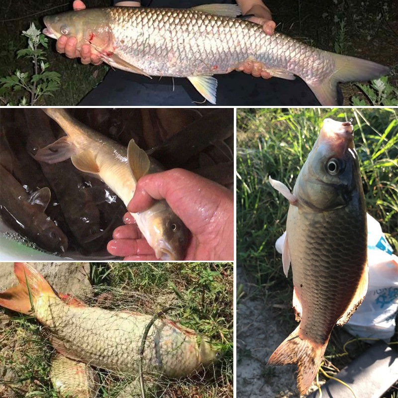 赤虫粉、エビ粉、魚餌、秋の魚の餌、マスキングキングパウダー、野釣り、鯉、鯉、濃厚で生臭い|undefined