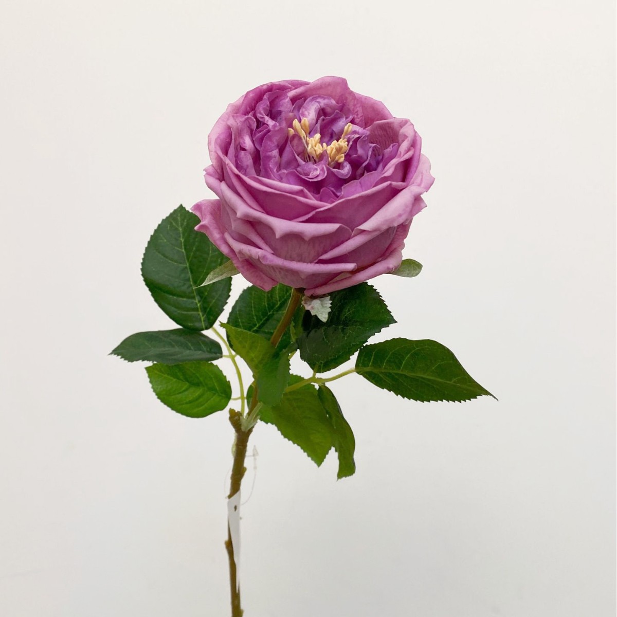 Rosas Austin simuladas, flores artificiales de alta calidad con tacto realista y efecto hidratante, ideales para arreglos de boda y decoración del hogar.