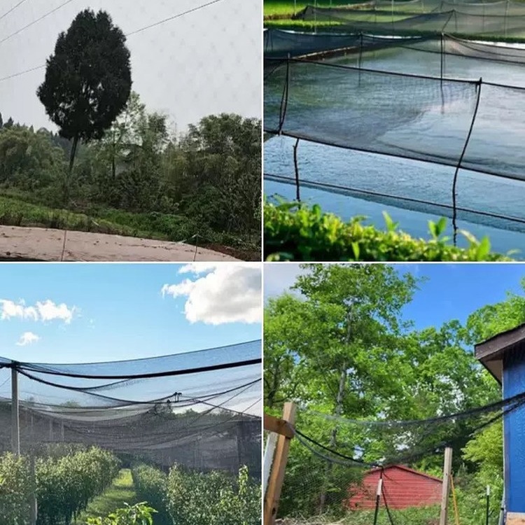 果园2.5孔防鸟网尼龙网草莓樱桃大棚鱼塘鱼池葡萄防鸟网防护黑色