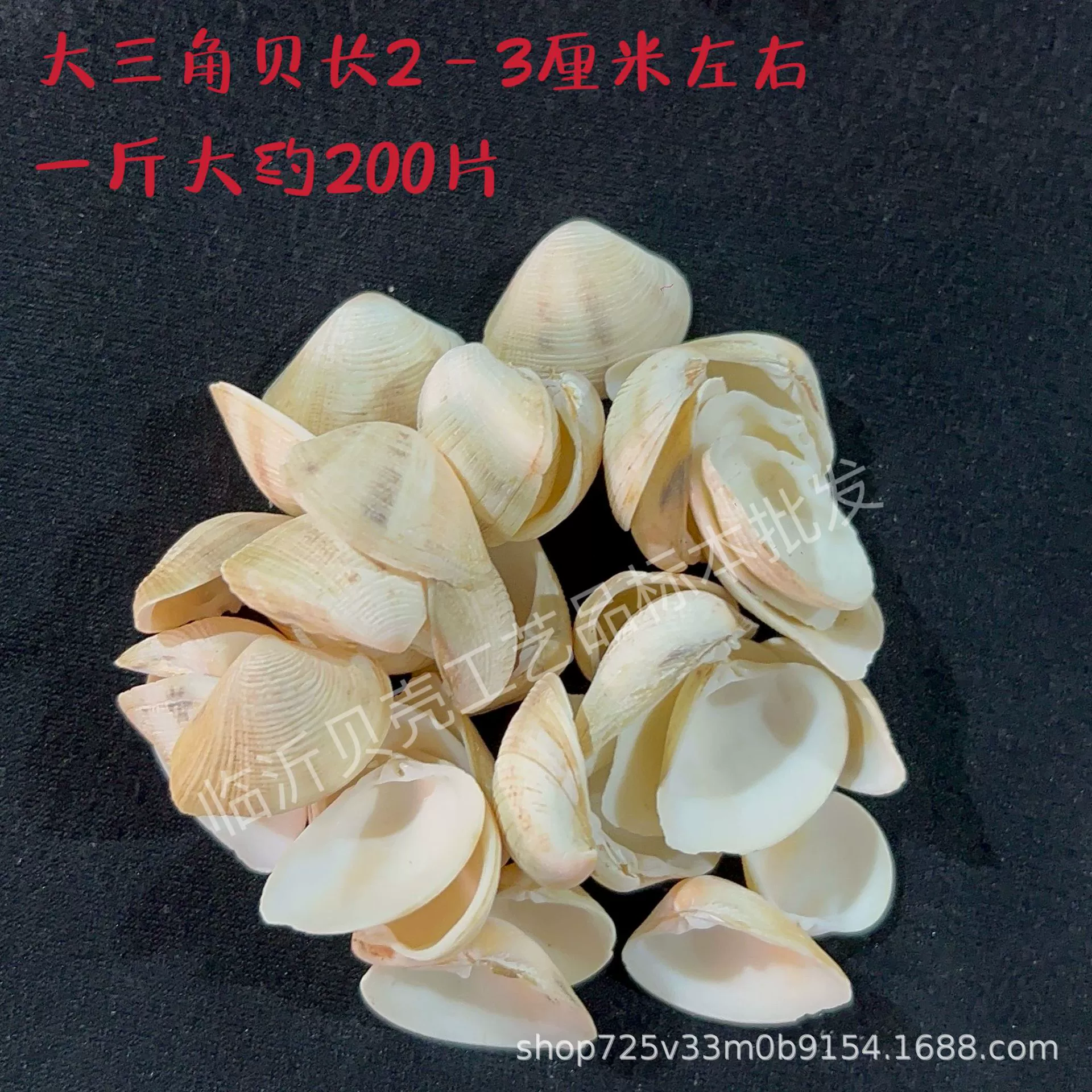 Shell Natural Shell Conch Stars Drifting Bottle Shell Crafts Wholesale Diy Handmade Shell Materials