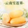 云南新鲜大果应季雪莲果