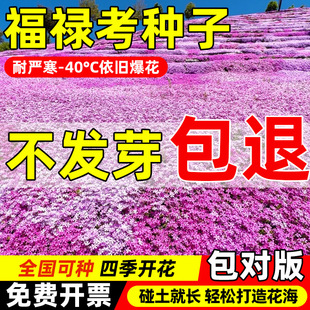 �������N���ļ����N���������_��ͥԺ�̨�ر�ֲ��Ͱ�֥�ѻ��N��