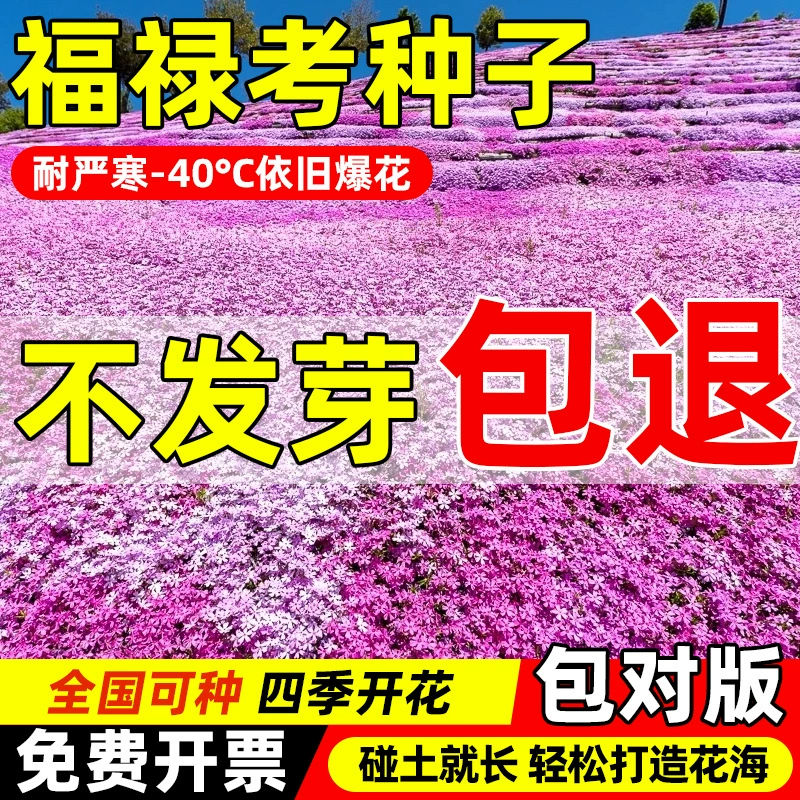 Семена фуксии для всесезонного посадки, цветущие на открытом воздухе цветы для двора и балкона, низкорослые почвопокровные растения, семена седума.