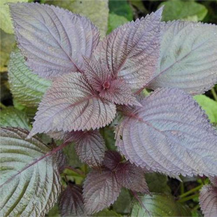 紫蘇苗圖片 海量高清紫蘇苗圖片大全 阿里巴巴