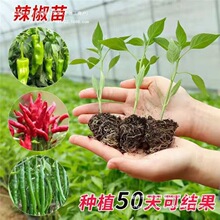 ���������G�l�߲���������߮a���羀������N��С�׽��S�����ļ�