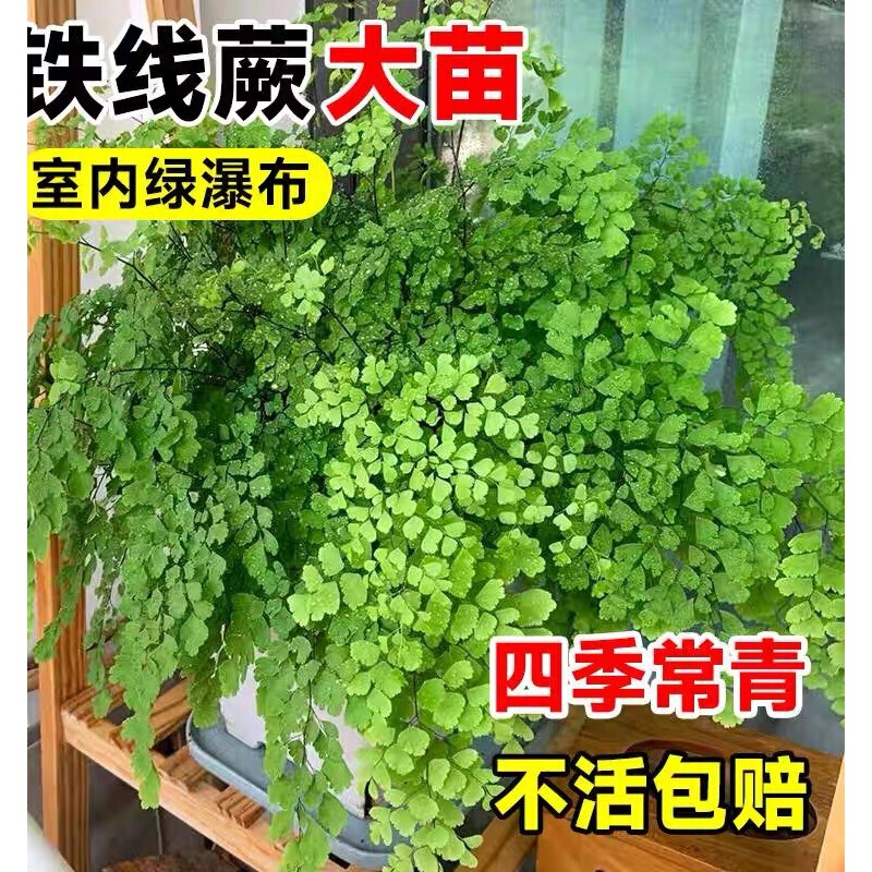 Potted Maidenhair Fern with Dense Leaves, Hydroponic Fern, Shade-Tolerant, Suitable for Indoor and Outdoor Hanging in the Living Room, Easy to Maintain, Evergreen All Year Round