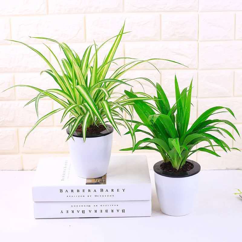 金边吊兰 青叶 金心吊兰文竹盆栽室内植物四季常青吸甲醛净化空气