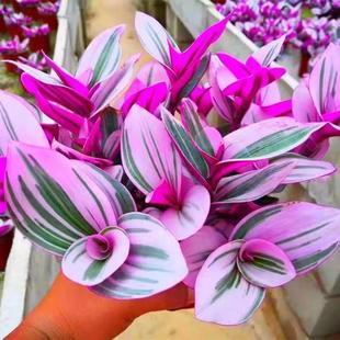 Oil Painting Wedding Chlorophytum New Chlorophytum Succulent Plant Flower Potted Easy to Maintain Colorful Succulent Combination Succulent