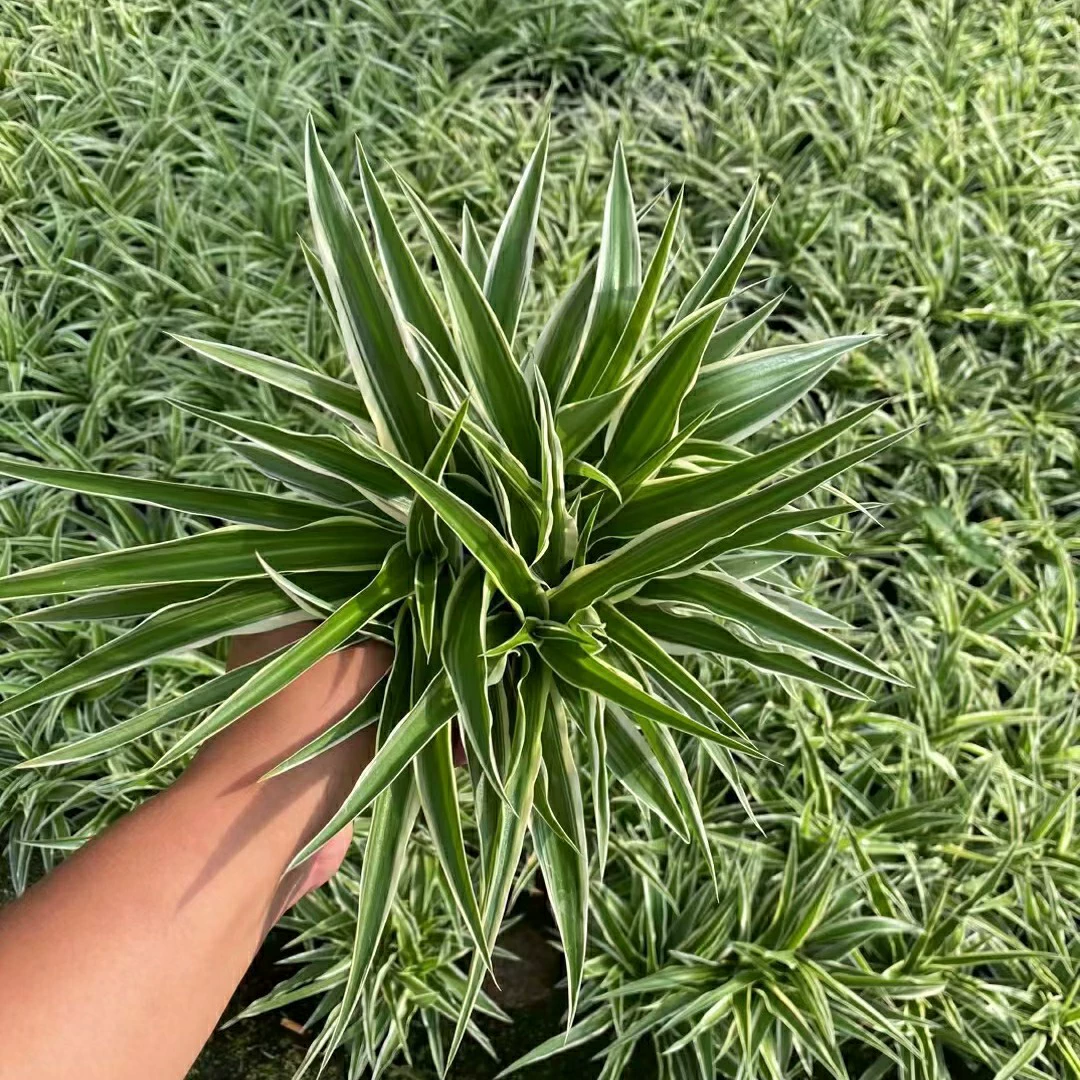 2303 база поставляет горшечные растения высотой 20-30 см