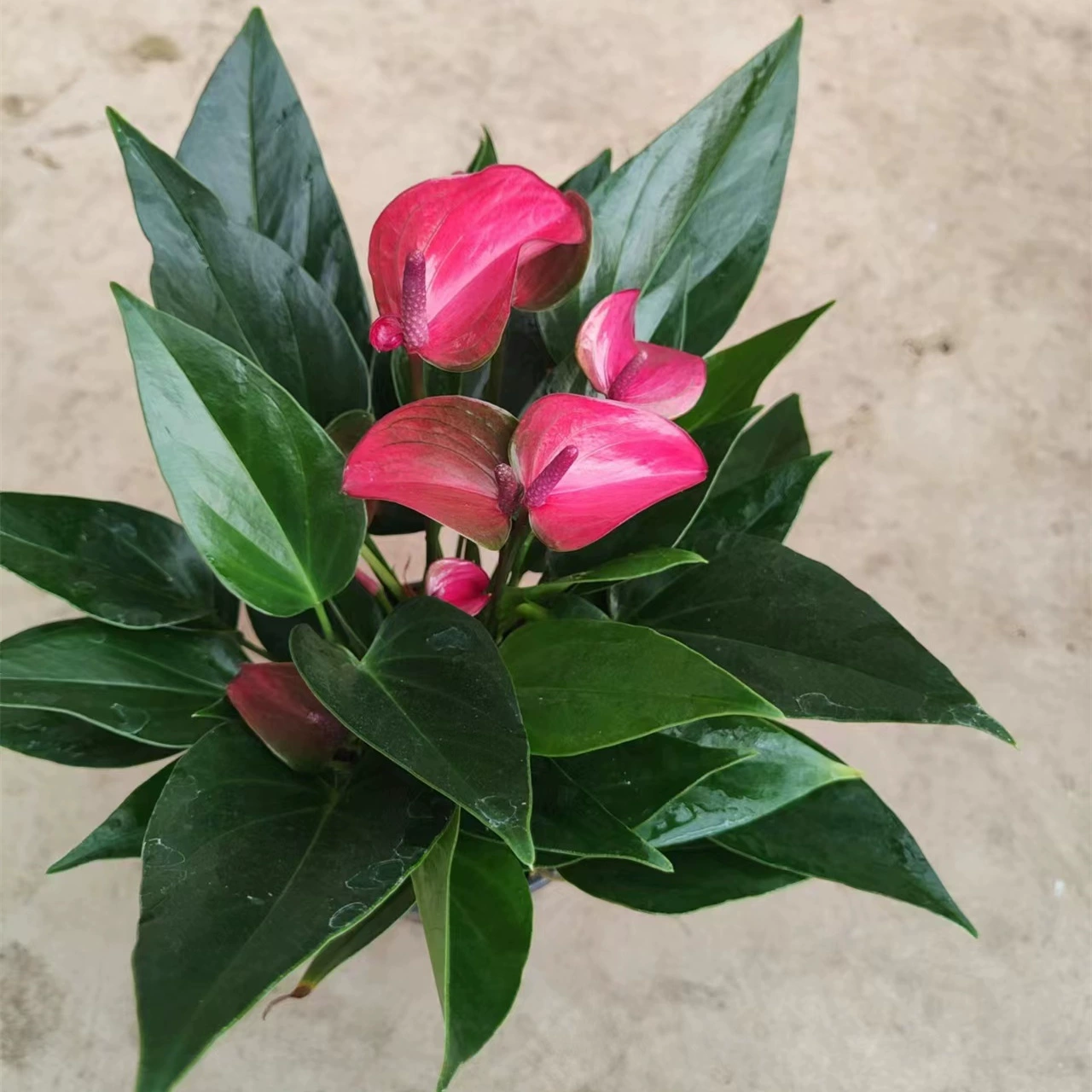 140 # Xilana Розовое пальмовое растение в горшке Цветение в течение четырех сезонов в гостиной для выращивания зеленых растений для очистки воздуха 24 упаковки