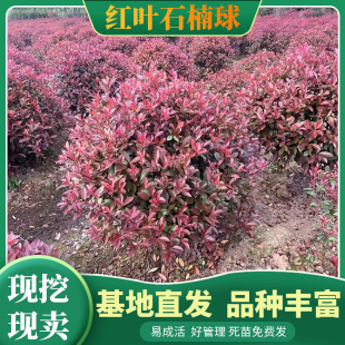 �t�~ʯ���������t�t���^ľ����С��ͥԺ�@�־G���繤�����ⳣ